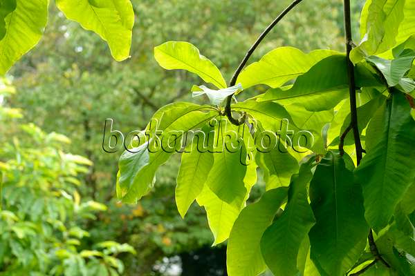 593132 - Magnolier parasol (Magnolia tripetala)
