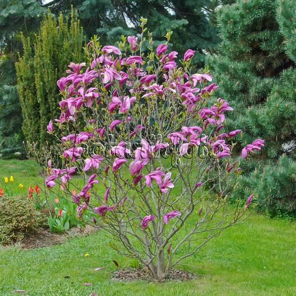 502255 - Magnolier pourpre (Magnolia liliiflora 'Susan')
