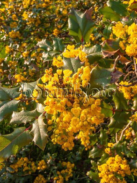 412026 - Mahonia à feuilles de houx (Mahonia aquifolium)