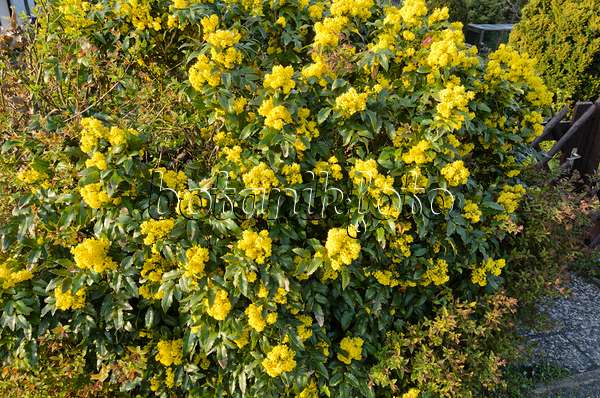 531033 - Mahonia à feuilles de houx (Mahonia aquifolium)