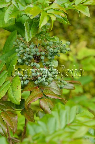 533603 - Mahonia à feuilles de houx (Mahonia aquifolium)