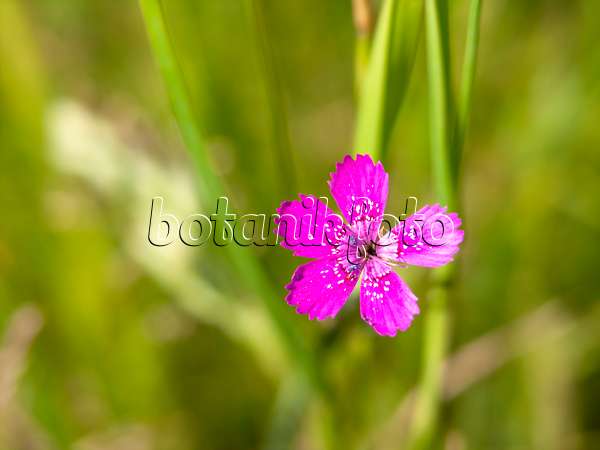 509209 - Maiden pink (Dianthus deltoides)