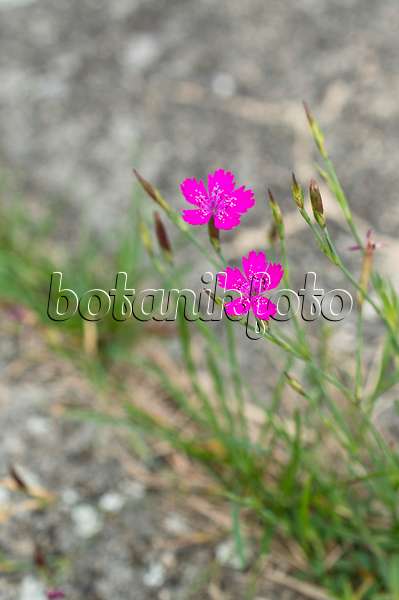 510093 - Maiden pink (Dianthus deltoides)