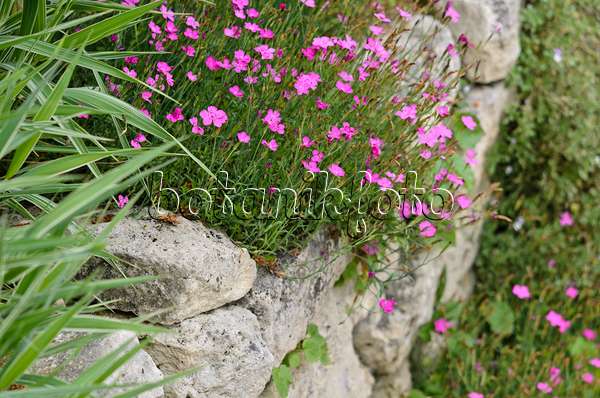 521330 - Maiden pink (Dianthus deltoides) on a dry stone wall