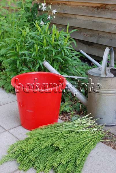 472176 - Making a liquid fertilizer from common horsetail (Equisetum arvense) (1)