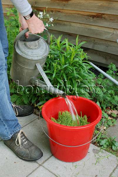472177 - Making a liquid fertilizer from common horsetail (Equisetum arvense) (2)