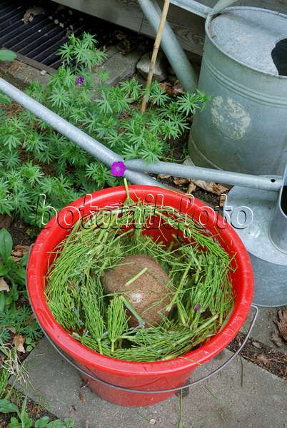 472178 - Making a liquid fertilizer from common horsetail (Equisetum arvense) (3)