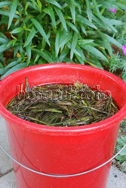 472180 - Making a liquid fertilizer from common horsetail (Equisetum arvense) (4)