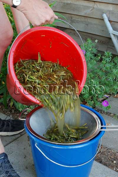472181 - Making a liquid fertilizer from common horsetail (Equisetum arvense) (5)