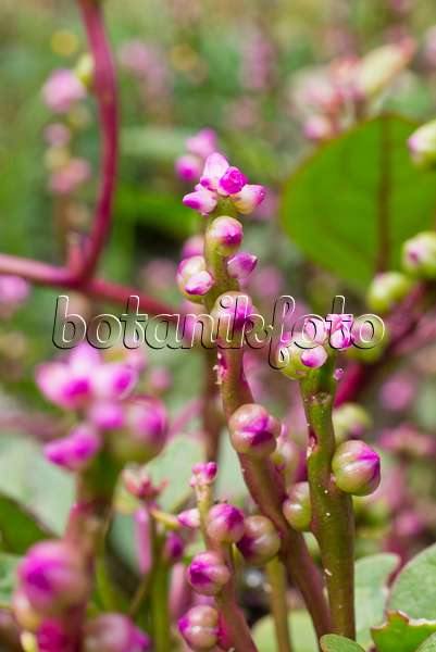 559117 - Malabar spinach (Basella alba 'Rubra')
