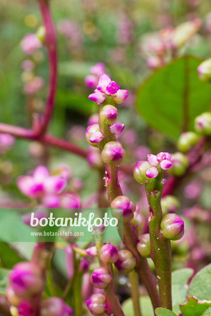 559117 - Malabar spinach (Basella alba 'Rubra')