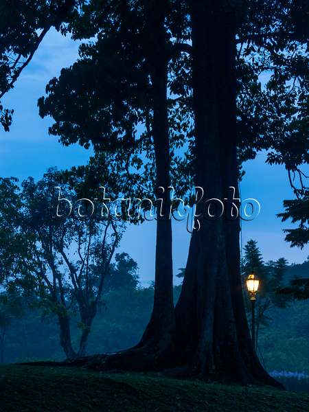 411145 - Malayian spindle tree (Bhesa robusta)
