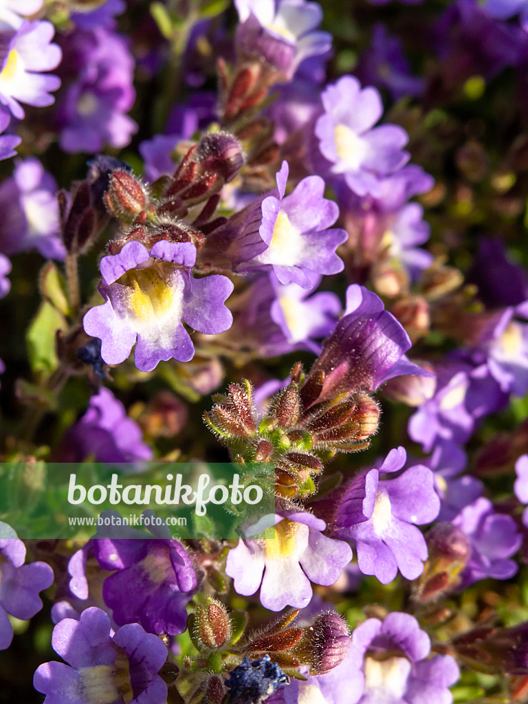 425091 - Malling toadflax (Chaenorhinum origanifolium 'Blue Dream')