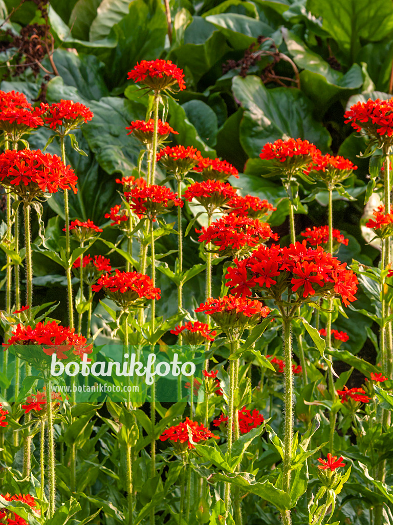 414194 - Maltese cross (Lychnis chalcedonica syn. Silene chalcedonica)