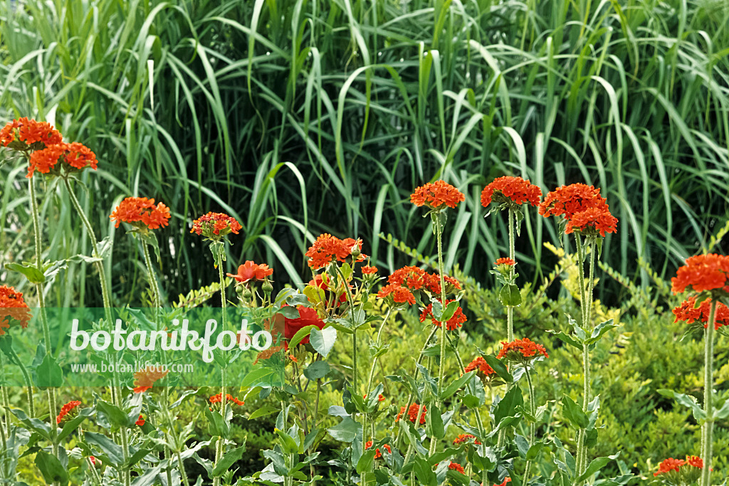 442054 - Maltese cross (Lychnis chalcedonica syn. Silene chalcedonica)