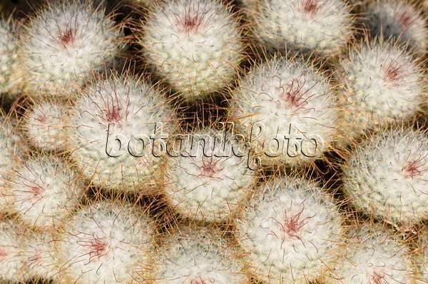 529082 - Mammillaire (Mammillaria bombycina)