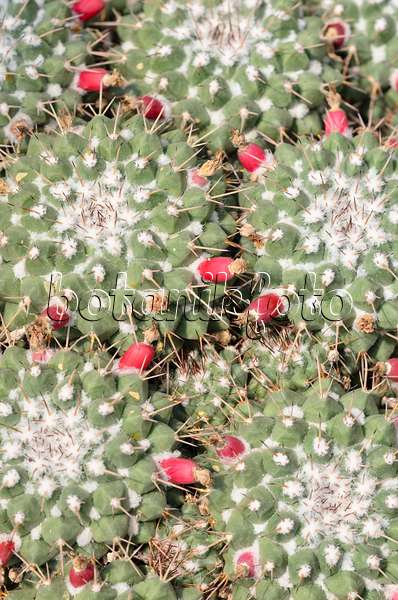 534330 - Mammillaire (Mammillaria compressa)