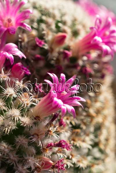 551038 - Mammillaire (Mammillaria huitzilopochtli)