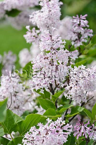 508189 - Manchurian lilac (Syringa pubescens subsp. patula 'Miss Kim')