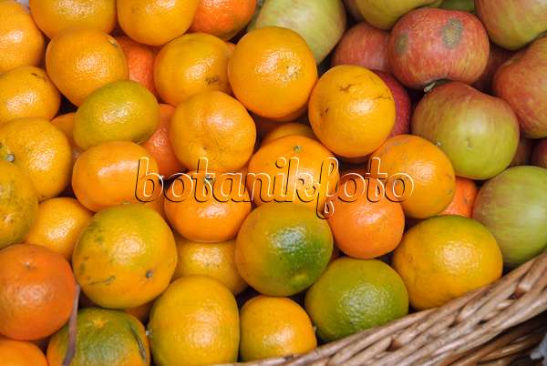 517292 - Mandarinier (Citrus reticulata)