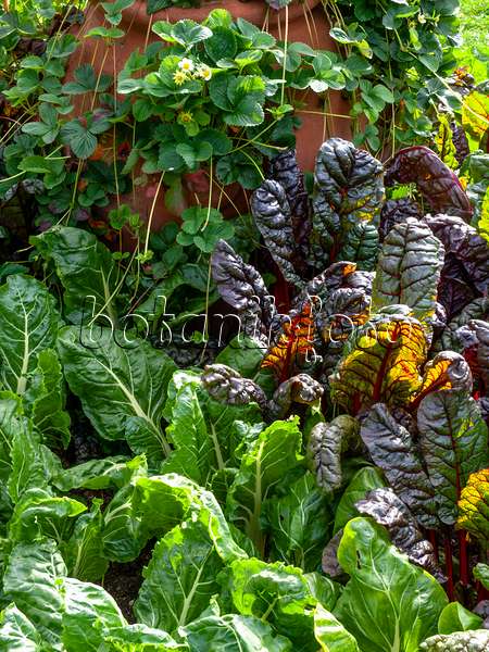 450027 - Mangold (Beta vulgaris var. cicla) and garden strawberry (Fragaria x ananassa 'Weisse Ananas')
