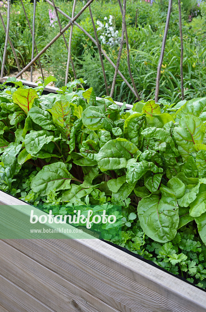 534042 - Mangold (Beta vulgaris var. cicla) in a raised bed