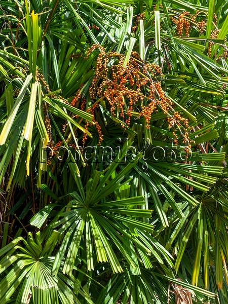 434323 - Mangrove fan palm (Licuala spinosa)