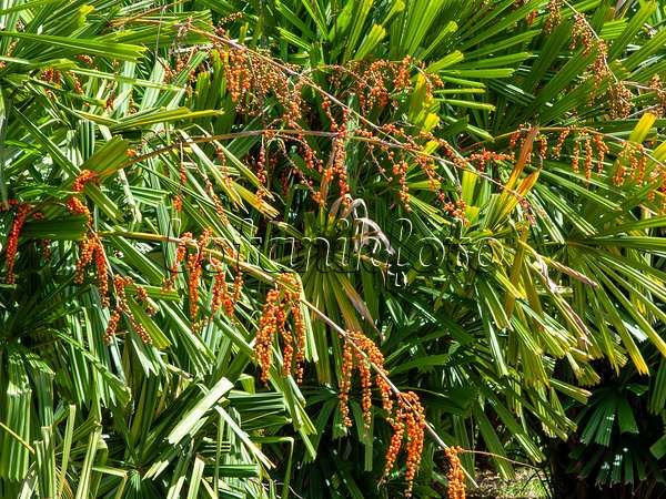 434324 - Mangrove fan palm (Licuala spinosa)