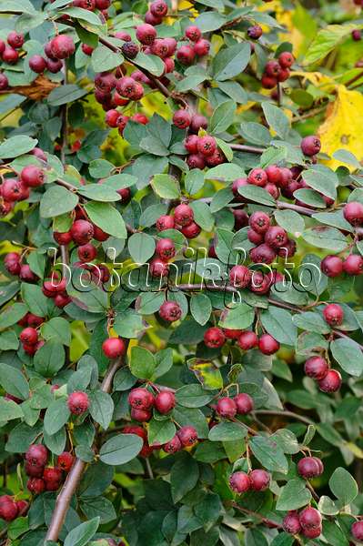 476252 - Many-flowered cotoneaster (Cotoneaster multiflorus)