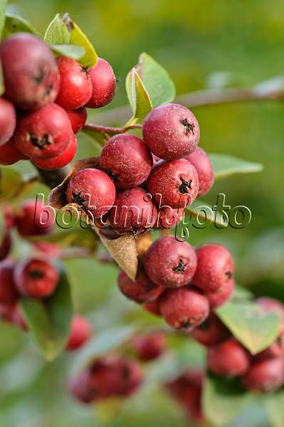 476253 - Many-flowered cotoneaster (Cotoneaster multiflorus)