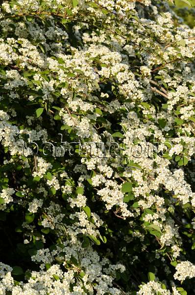 496035 - Many-flowered cotoneaster (Cotoneaster multiflorus)