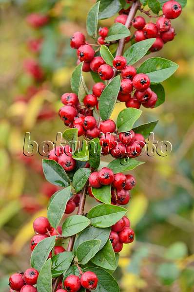 524159 - Many-flowered cotoneaster (Cotoneaster multiflorus)