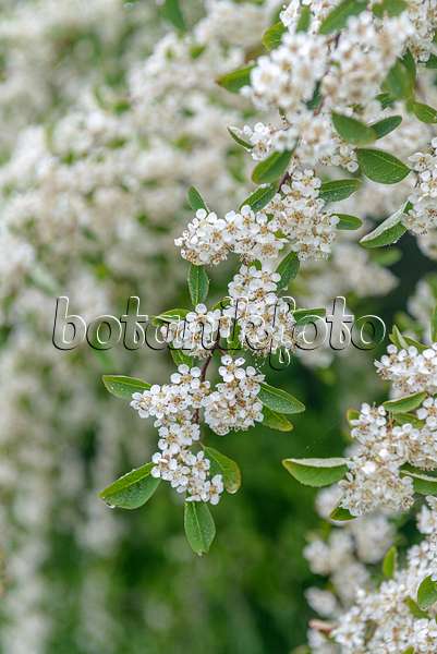 616201 - Many-flowered cotoneaster (Cotoneaster multiflorus)