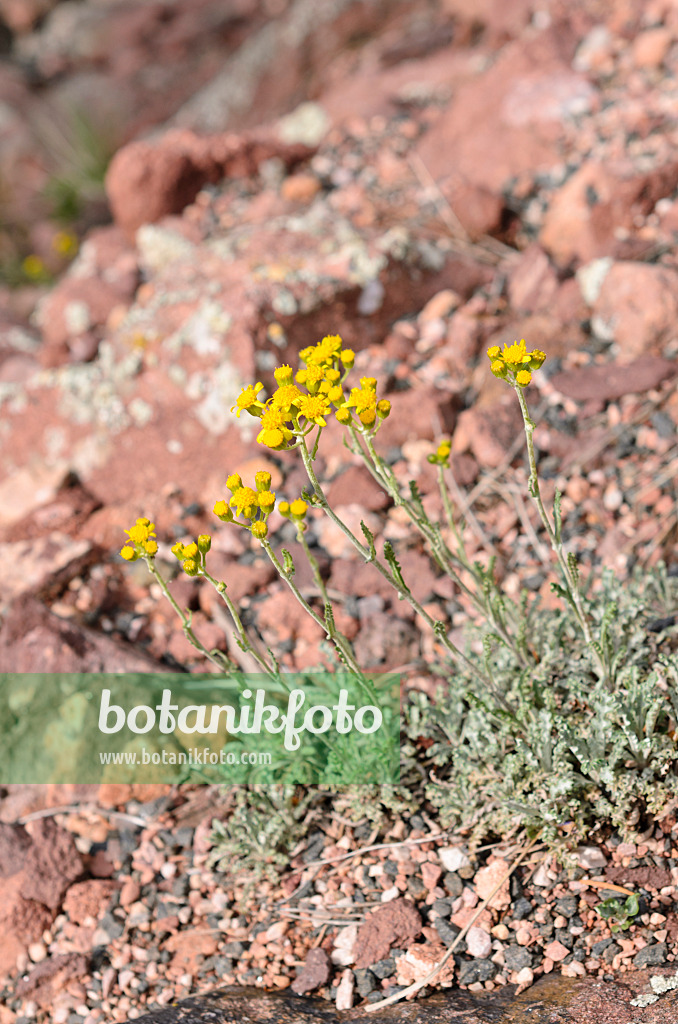 508256 - Many-lobed groundsel (Packera multilobata syn. Senecio multilobatus)