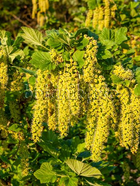 460063 - Manyflower currant (Ribes multiflorum)