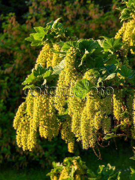 460064 - Manyflower currant (Ribes multiflorum)