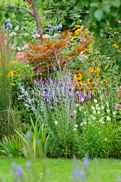 Image of Obedient plant and rudbeckia