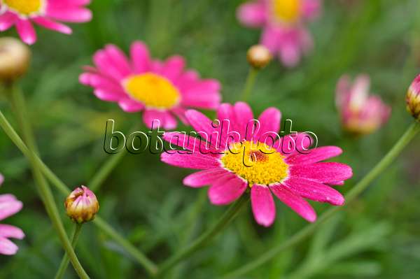 476269 - Marguerite (Argyranthemum frutescens 'Bright Karmine')