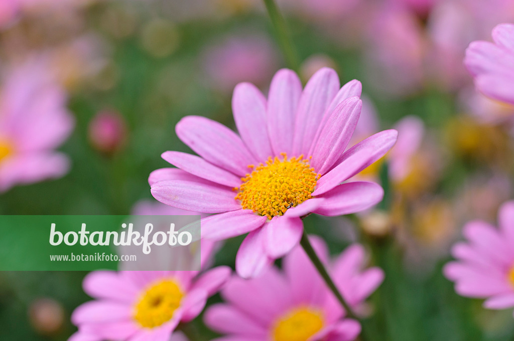 Image Marguerite (Argyranthemum frutescens 'Madeira Deep Rose ...