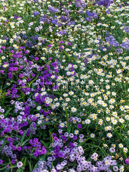 439293 - Marguerite (Argyranthemum frutescens 'Silverleaf') and tuberous vervain (Verbena rigida)