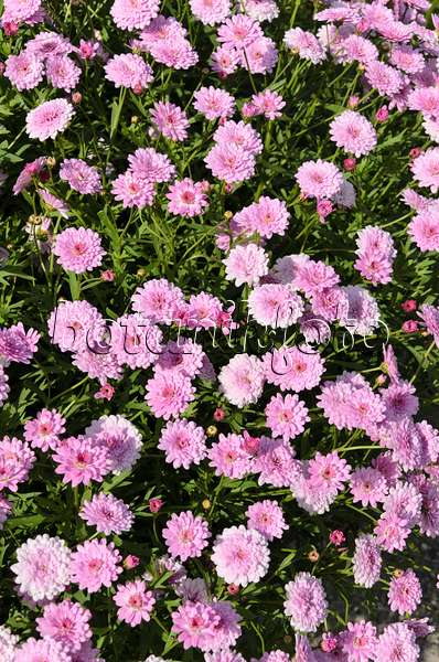 498077 - Marguerite (Argyranthemum frutescens 'Summer Melody')