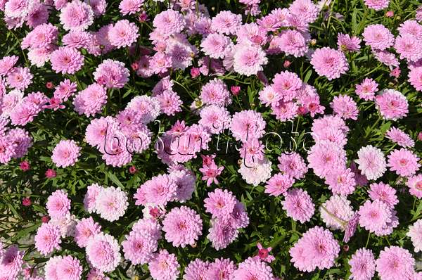 498078 - Marguerite (Argyranthemum frutescens 'Summer Melody')
