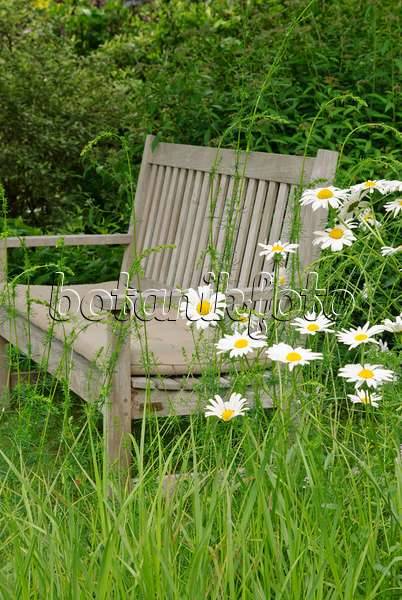 518034 - Marguerites (Leucanthemum) avec un banc de jardin
