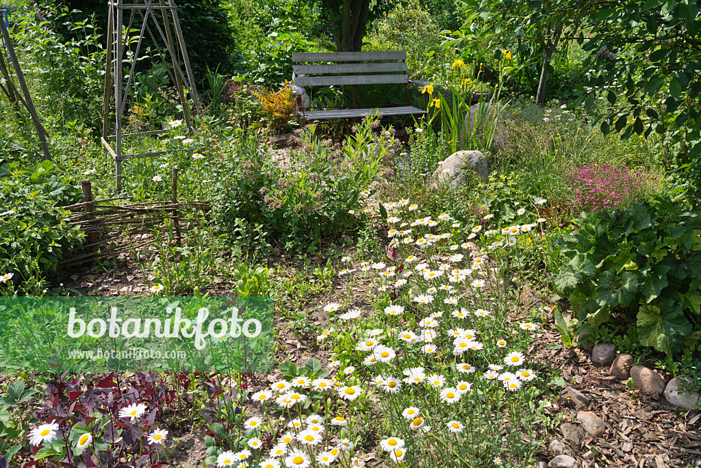 557056 - Marguerites (Leucanthemum) dans un jardin naturel