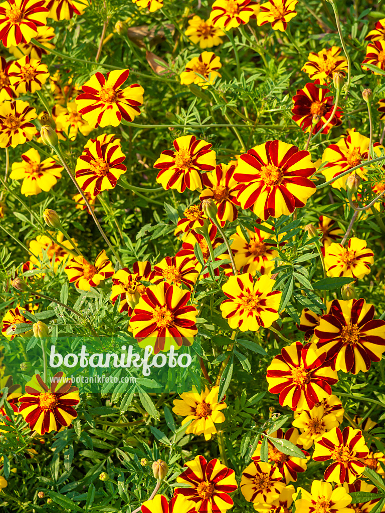 441150 - Marigold (Tagetes)