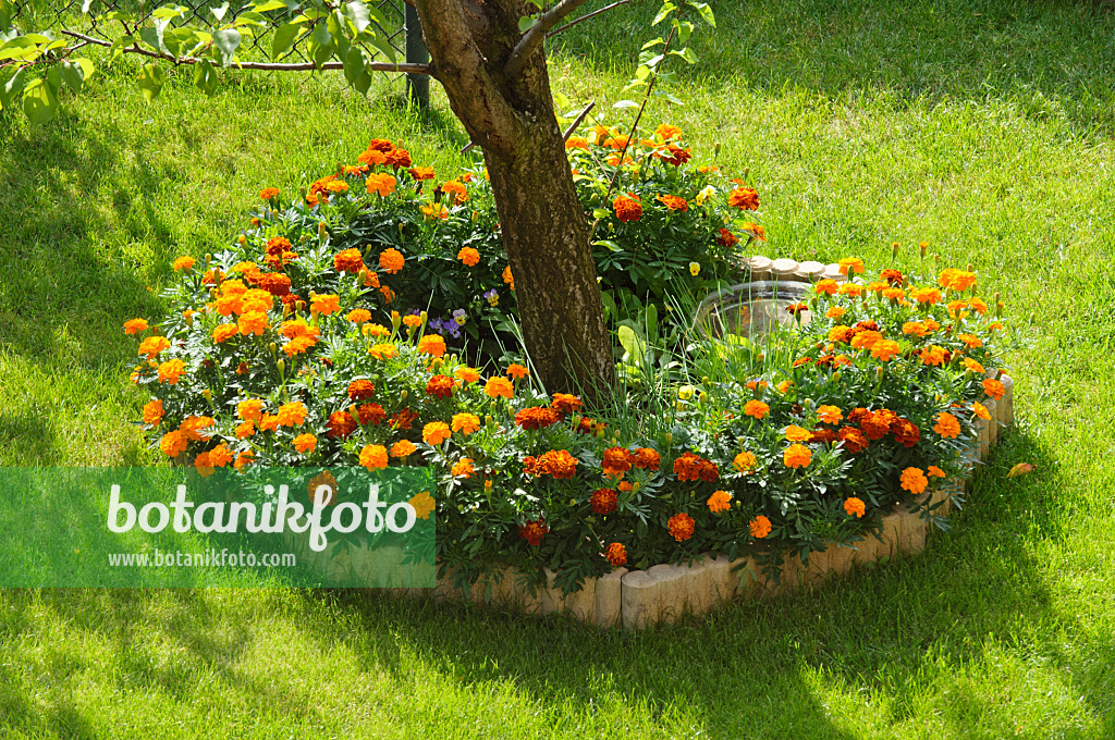 475113 - Marigolds (Tagetes)