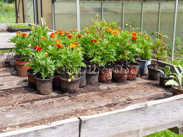 523254 - Marigolds (Tagetes) in pots on a workbench