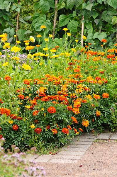 475174 - Marigolds (Tagetes), pot marigolds (Calendula officinalis) and green beans (Phaseolus vulgaris var. vulgaris)