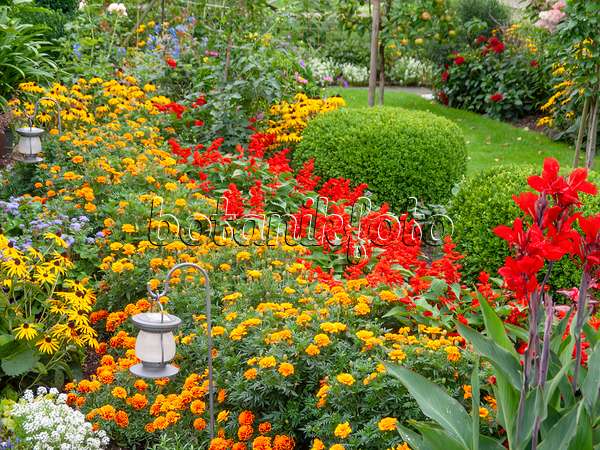 523296 - Marigolds (Tagetes), scarlet sage (Salvia splendens) and common boxwood (Buxus sempervirens)