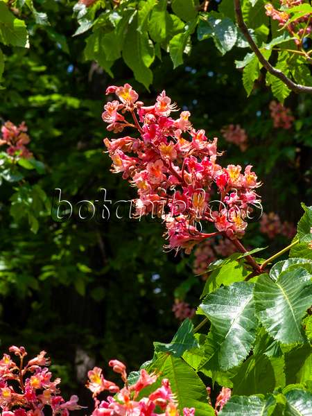 437265 - Marronnier à fleurs rouges (Aesculus x carnea)